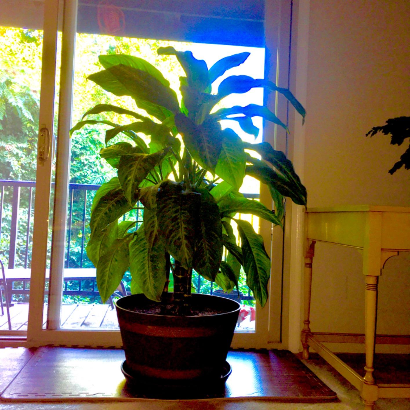 Classic Home and Garden Whiskey Barrel Planter, 20.5