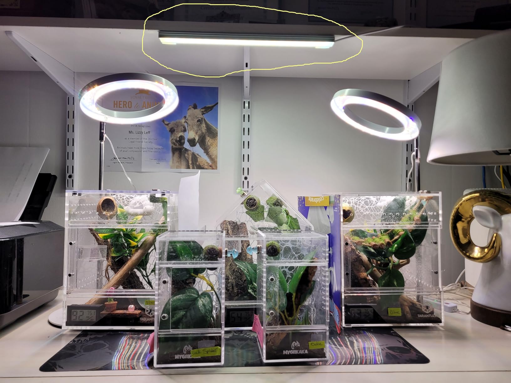 ASOKO Under Cabinet Led Lighting, 12 Inch Light Strip Bar, Daylight White 5000K Dimmable Plug in USB Light, Small Thin Led Under Counter Lighting for Kitchen/Room/Shelf/Desk/Display Case customer photo 2