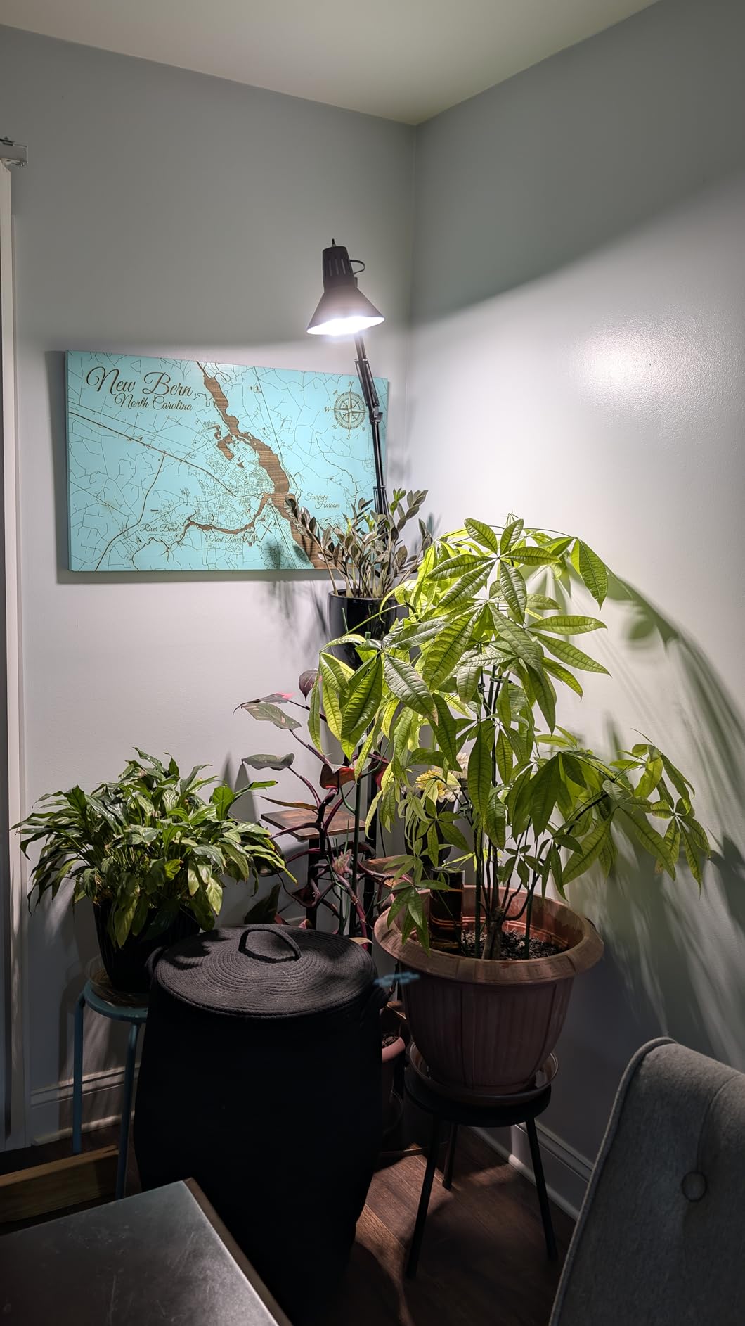 SANSI Grow Lights for Indoor Plants Full Spectrum 36W Grow Light Bulbs customer photo 1