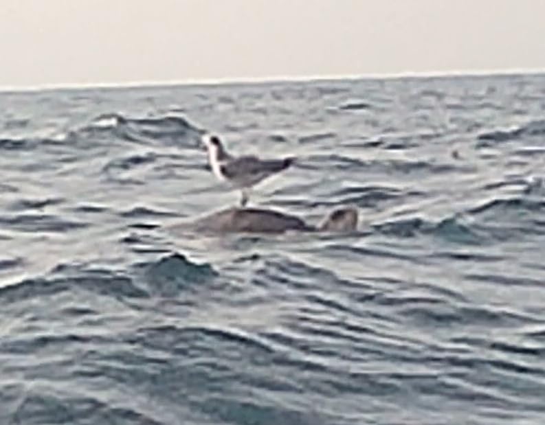 AKASO EK7000 Pro 4K30fps Action Camera with Touch Screen EIS 131ft Waterproof Underwater Camera Remote Control 5X Zoom with Helmet Accessories Kit (Standalone) customer photo 2