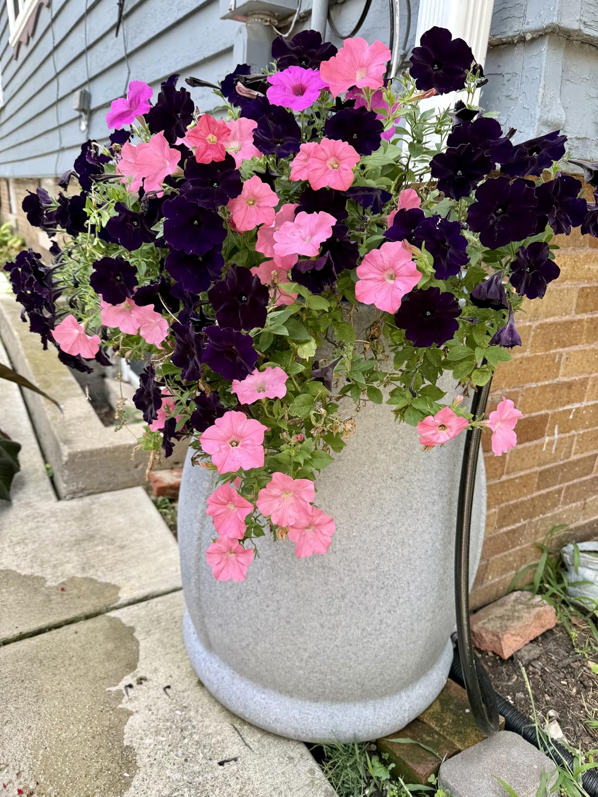 FCMP Outdoor Catalina 45-Gallon Rain Barrel - BPA-Free Flat-Back Design with 3.5 Foot Garden Hose, Shut-Off Thumb Valve, and Fixed Lid customer photo 1