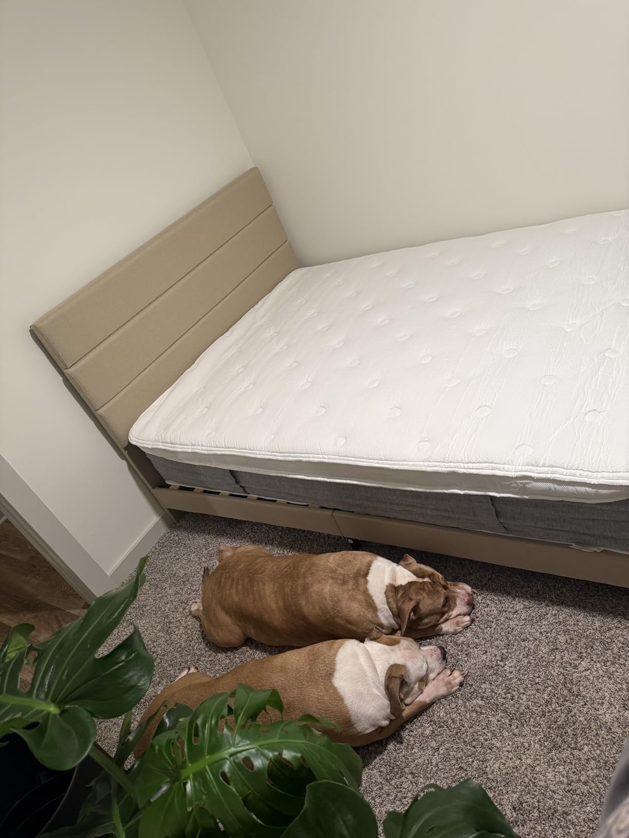 Allewie Queen Size Platform Bed Frame with Fabric Upholstered Headboard and Wooden Slats Support, Fully Upholstered Mattress Foundation/No Box Spring Needed/Easy Assembly, Dark Grey customer photo 1
