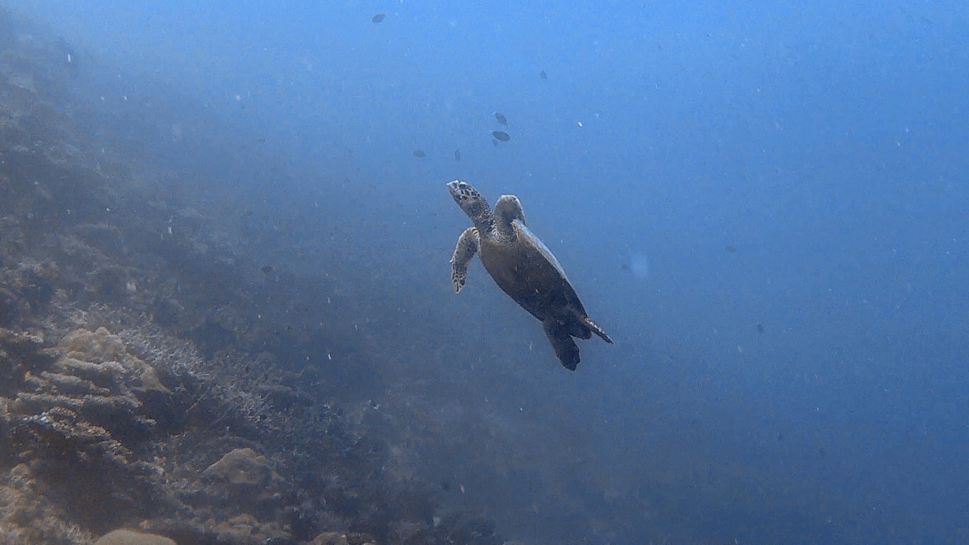 AKASO Brave 7 LE 4K30FPS 20MP WiFi Action Camera with Touch Screen EIS 2.0 Zoom Remote Control 131 Feet Underwater Camera with 2X 1350mAh Batteries Support External Microphone Vlog Camera customer photo 2