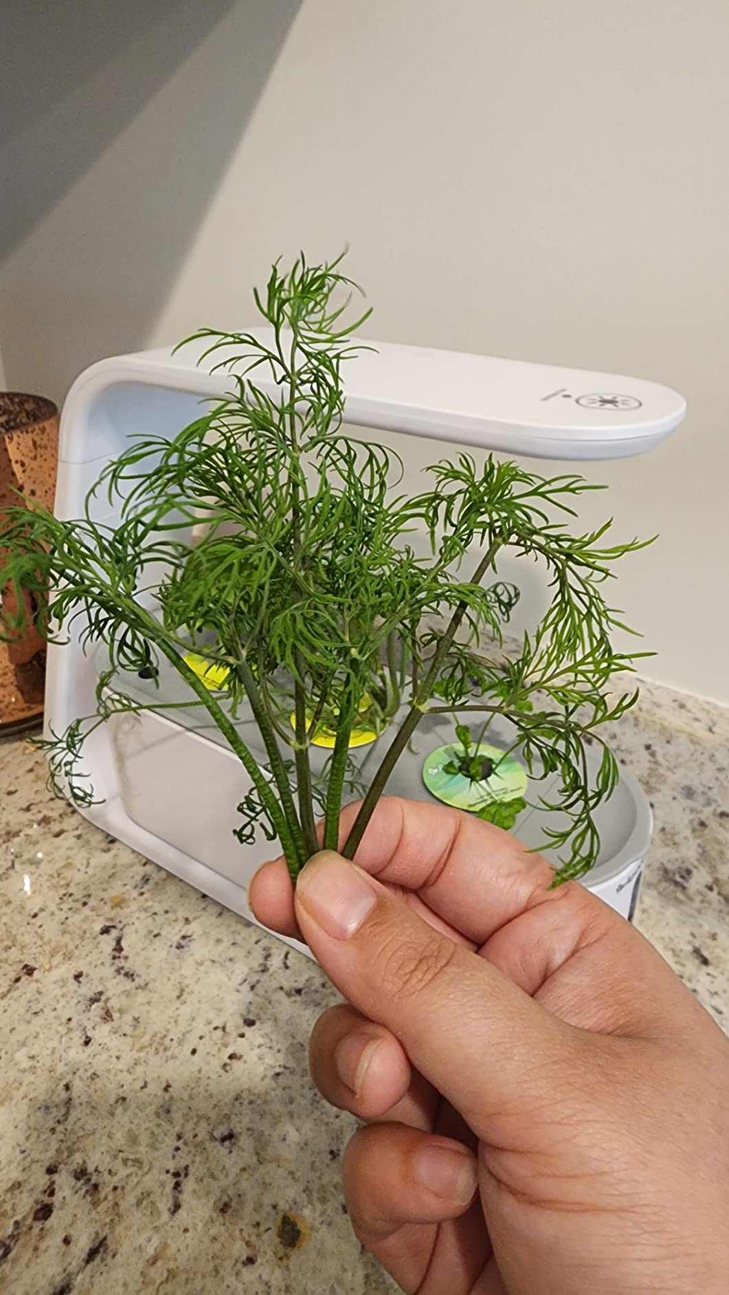 AeroGarden Sprout - Indoor Garden with LED Grow Light, White customer photo 2