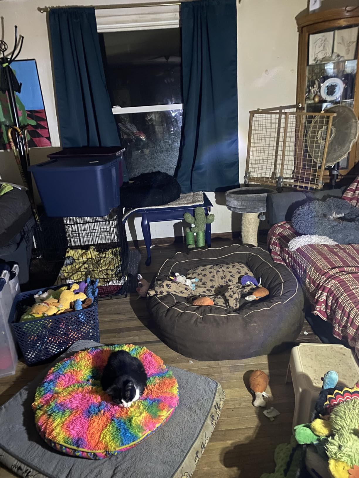 GearLight Camping Lantern - 2 Portable LED Battery Powered Lantern with Magnetic Base and Foldable Hook for Emergency Use or Campsites, Essential Hurricane Survival Kit with Batteries - Black customer photo 2