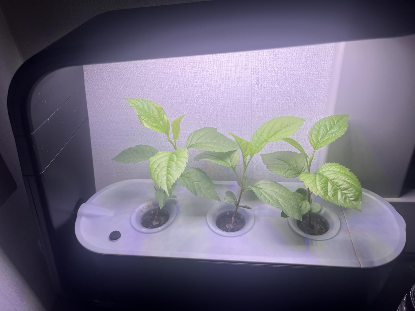 AeroGarden Sprout with Gourmet Herb Seed Pod Kit - Indoor Garden with LED Grow Light, Cool Gray customer photo 1