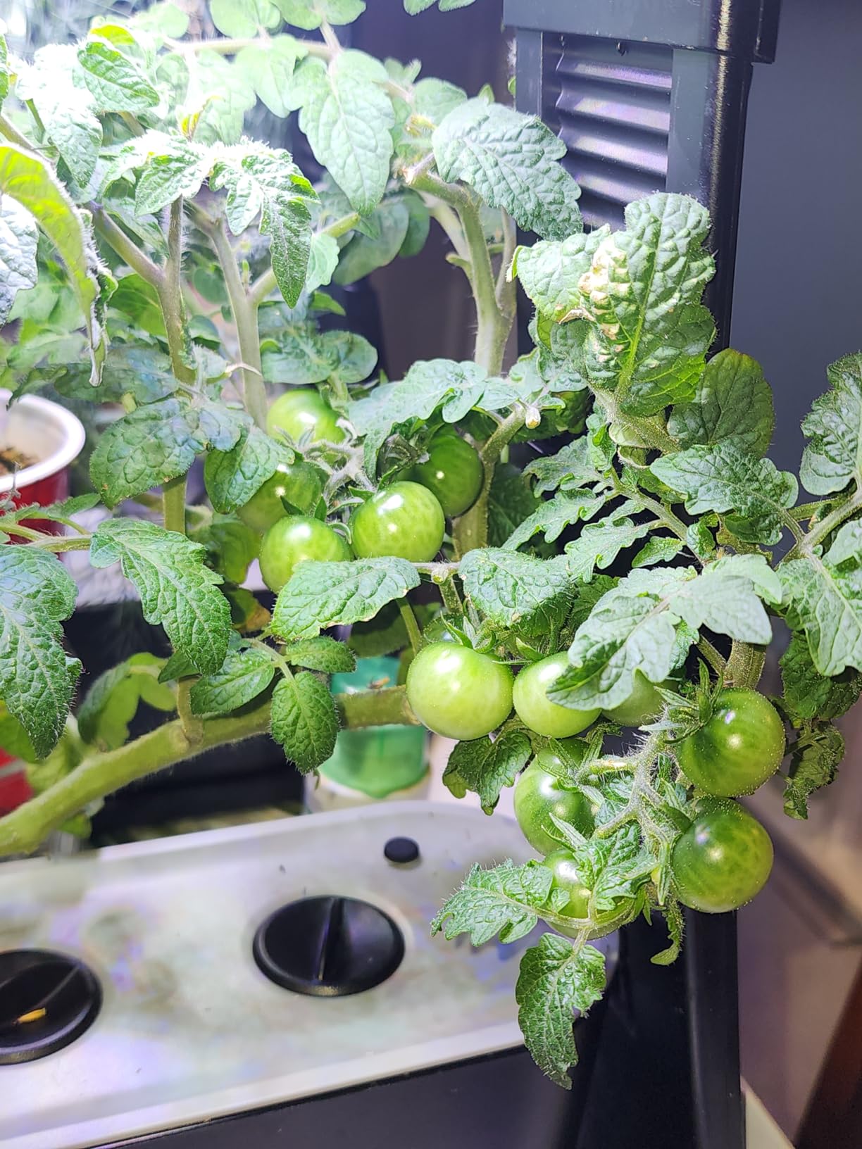 AeroGarden Sprout with Gourmet Herb Seed Pod Kit - Indoor Garden with LED Grow Light, Cool Gray customer photo 2