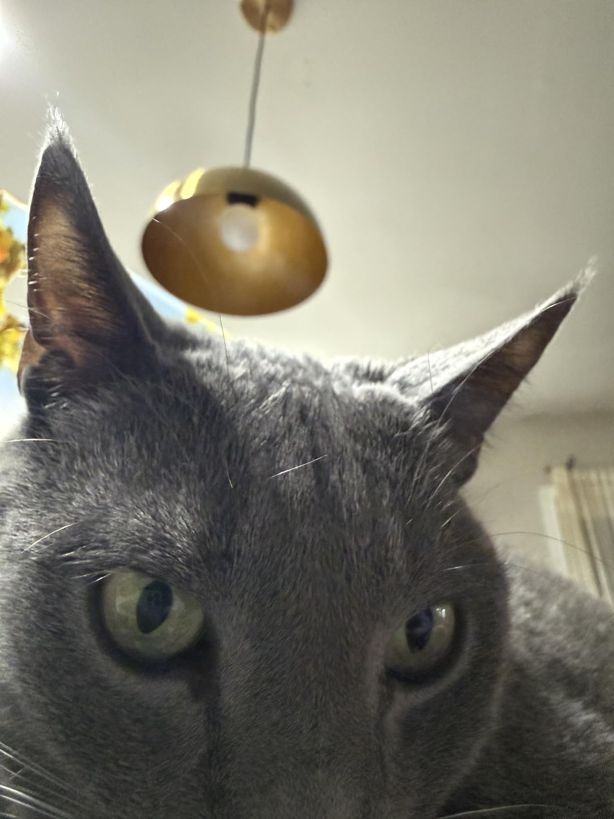 Farmhouse Pendant Lighting for Kitchen Island,Black and Gold Dome Pendant Light Fixtures, Industrial Hanging Ceiling Light for Dining Room Foyer Cafe Kitchen Sink,2 Pack customer photo 2