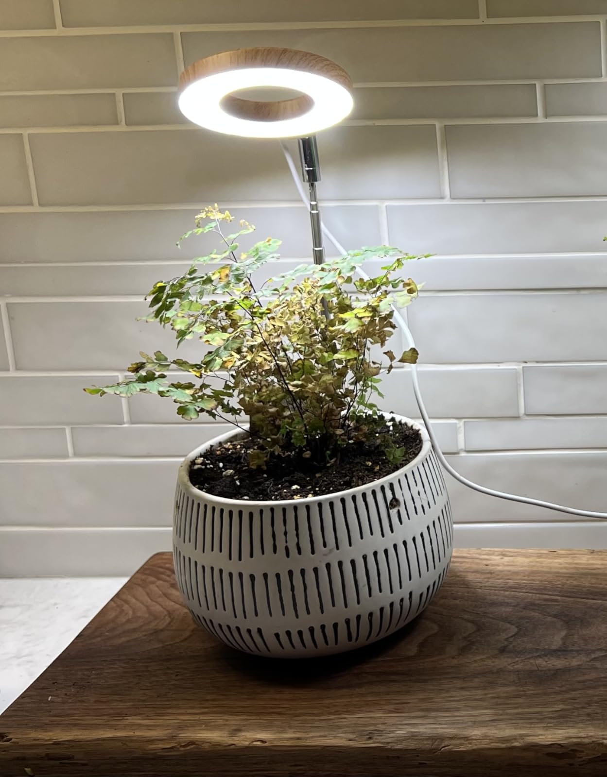 Plant Grow Light, 48 LEDs Full Spectrum Grow Lights for Indoor Plants, Height Adjustable Small Halo Grow Light with Base, 3 Optional Spectrums, Auto Timer 3/9/12Hrs, 10 Brightness, 3 Pack customer photo 2