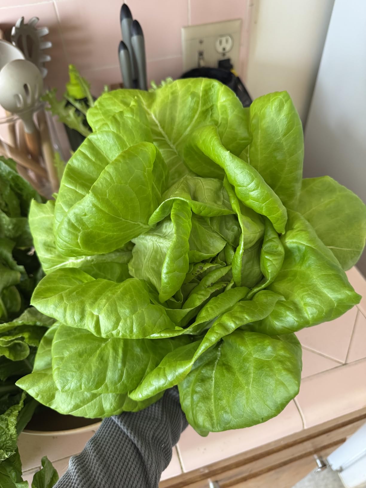 Lettuce Grow Farmstand Nook 4ft.7