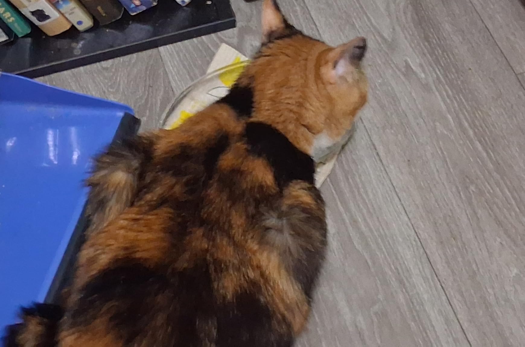 NUTRIUPS 2 Pack Tempered Glass Oval Serving Plates Oven, Microwave, Dishwasher Safe, Stackable, Serving Platters, Serving Dishes for Entertaining, Dessert Taco and Sushi (Large) customer photo 2