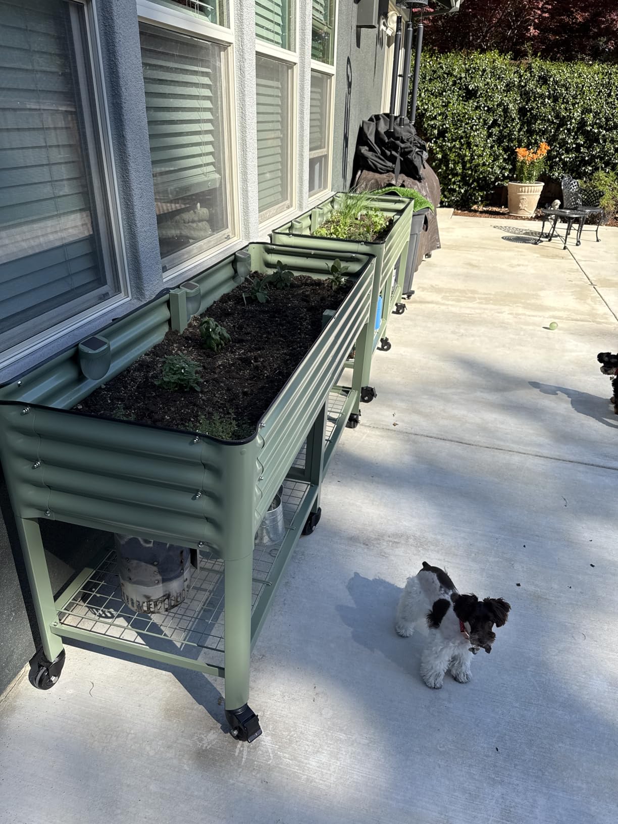 Vego Garden Rolling Elevated Raised Garden Bed-V Series, 2' x 4' Garden Beds with Legs & Storage Rack for Patio & Porch, 700 Lbs Weight Capacity, Outdoor Planter Box for Vegetables Flower Herbs, Olive Green customer photo 2