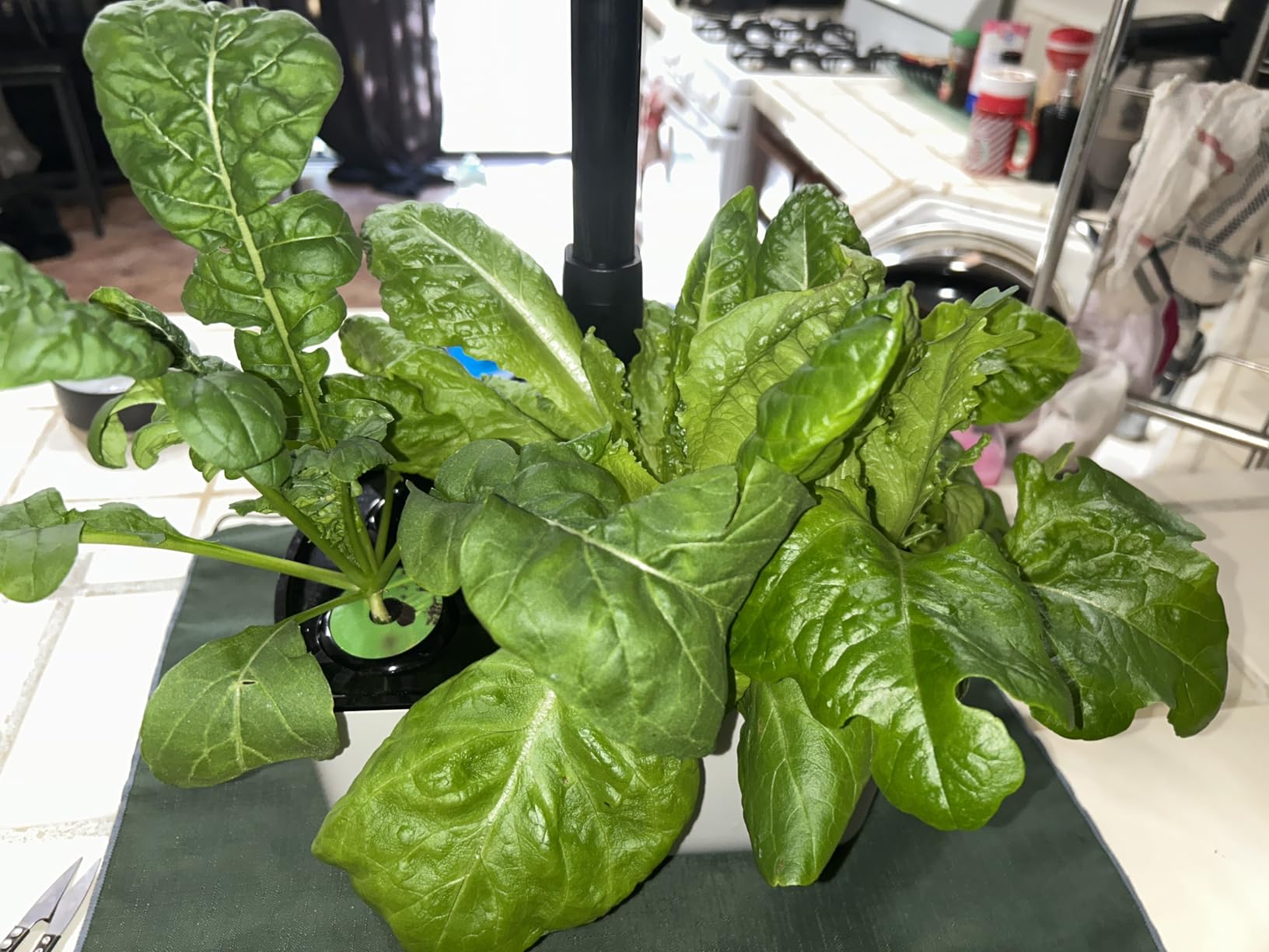Harvest Lite in Cherry Red, Soil-Free Indoor Hydroponic Garden with LED Grow Light for Year-Round Gardening of up to 6 Herbs and Vegetables customer photo 1