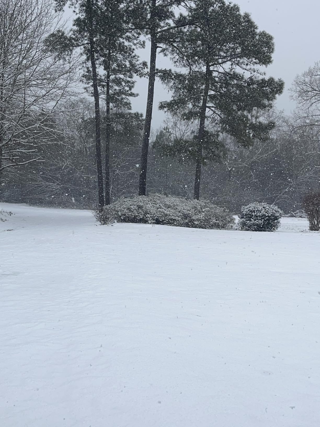 Leaf Blower Cordless,Electric Leaf Blower with 2 4.0Ah Battery Powered and Fast Charger, Lightweight Cordless Blowers for Spring Lawn Care and Dust,6 Speed Control customer photo 2