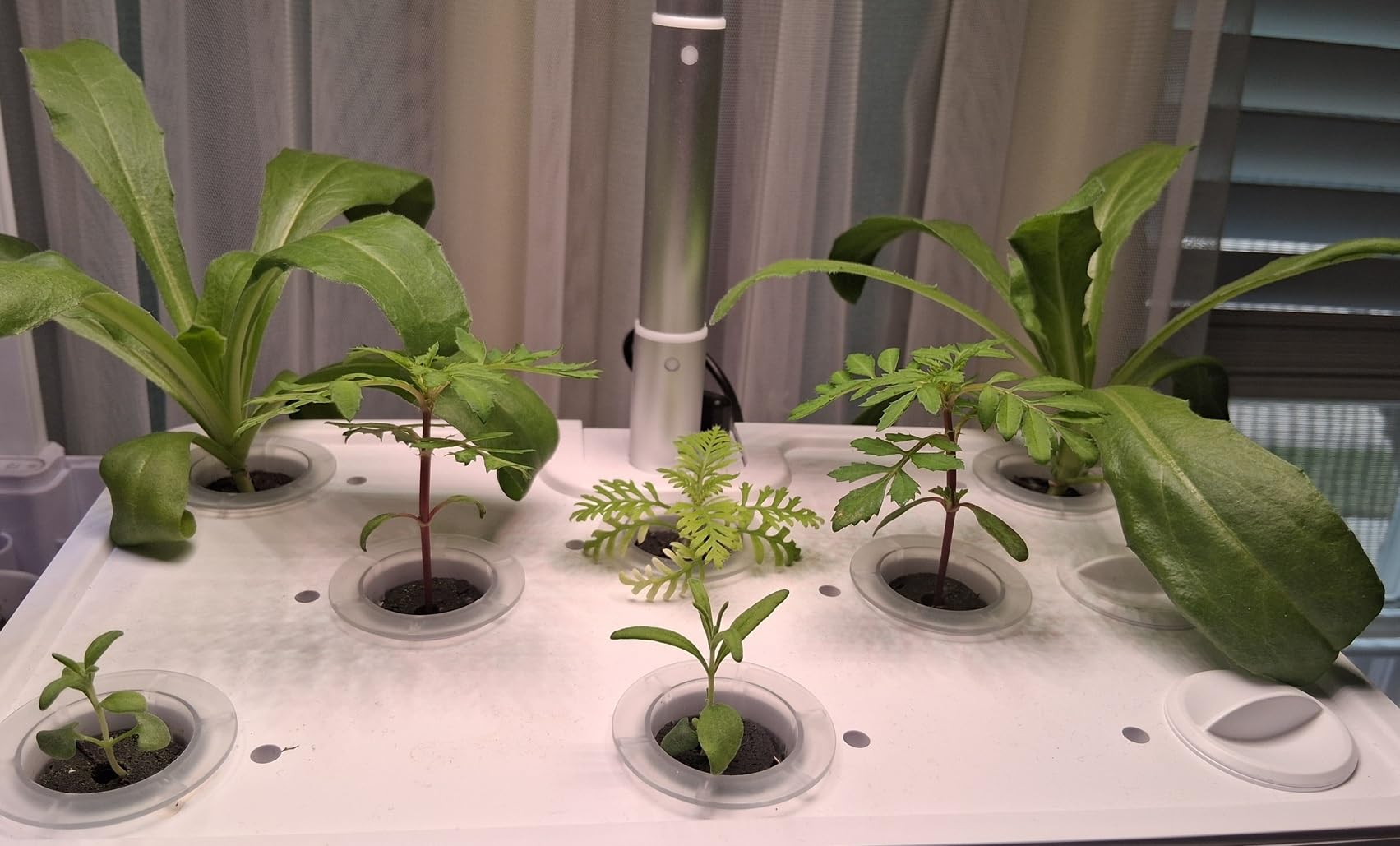 Hydroponics Growing System Garden: 8 Pods Indoor Herb Garden with Grow Light Plants Germination Kit Quiet Automatic Hydroponic Height Adjustable - Gardening Gifts for Women Kitchen customer photo 1