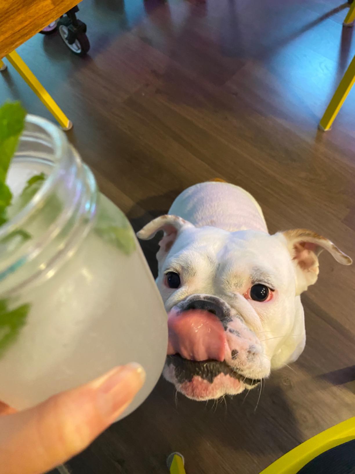 Top Hat Original Ginger Beer Syrup - Spicy Ginger Syrup for Soda Makers - Makes 32 Craft Sodas, Cocktails, Mules or Mocktails - 32oz bottle customer photo 2