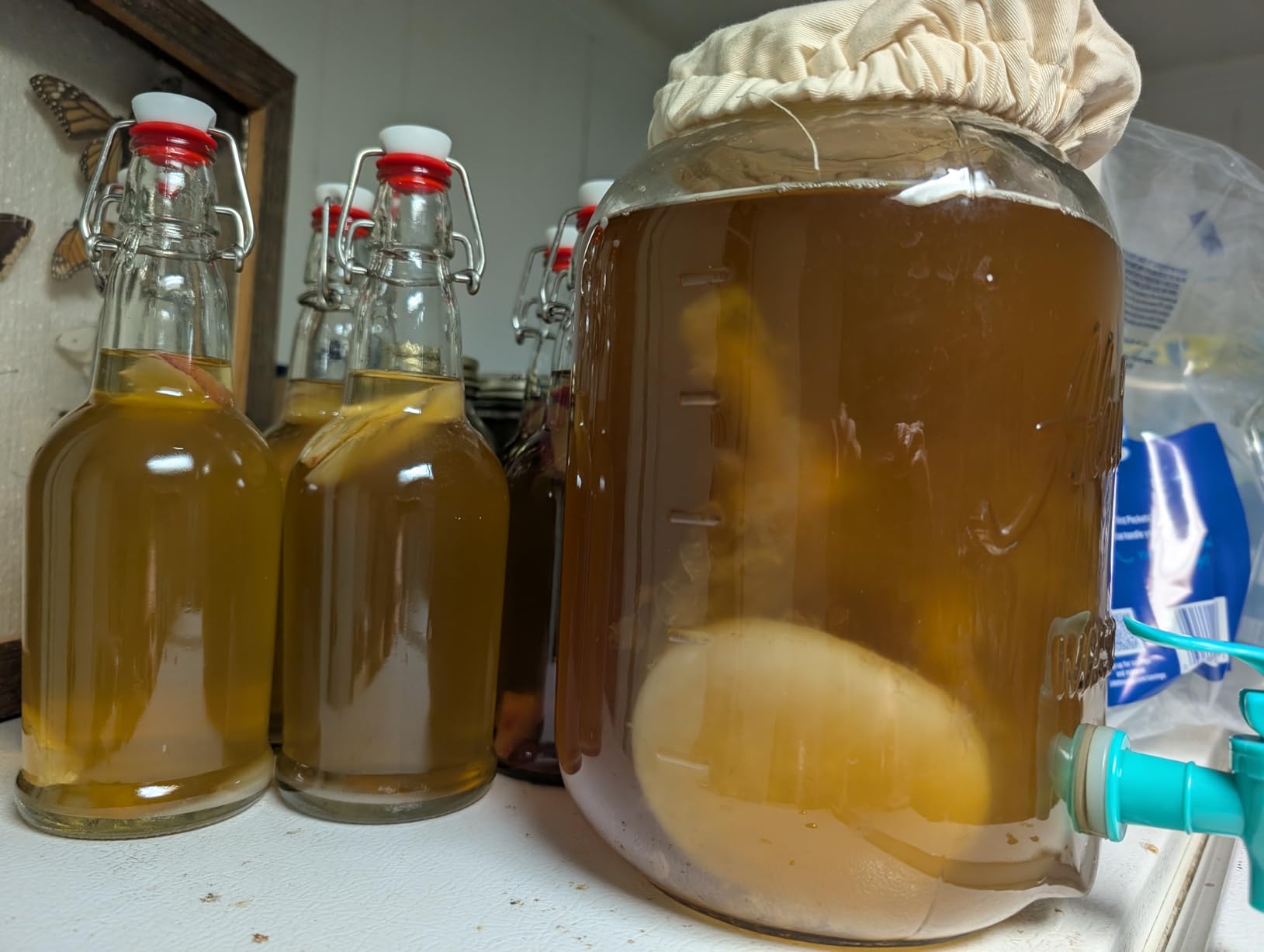 Organic SCOBY Kombucha Starter Kit with Live Culture for Brewing Kombucha Tea - Urban Kitchen customer photo 2