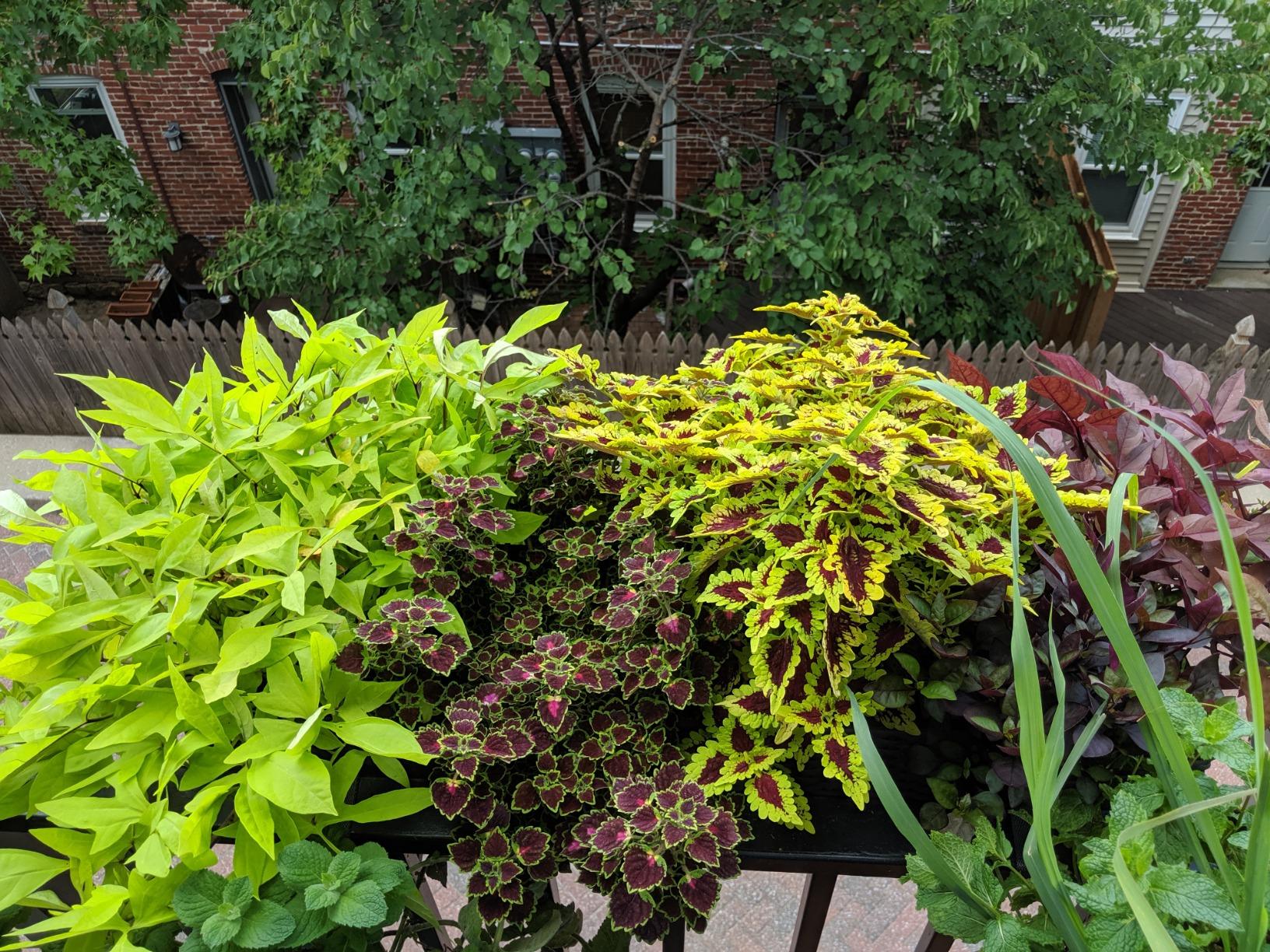 Lechuza BALCONERA Cottage 80 White, Self-Watering Window Box (Railing Planter), H7.5 L31.5 W7.5 in customer photo 2