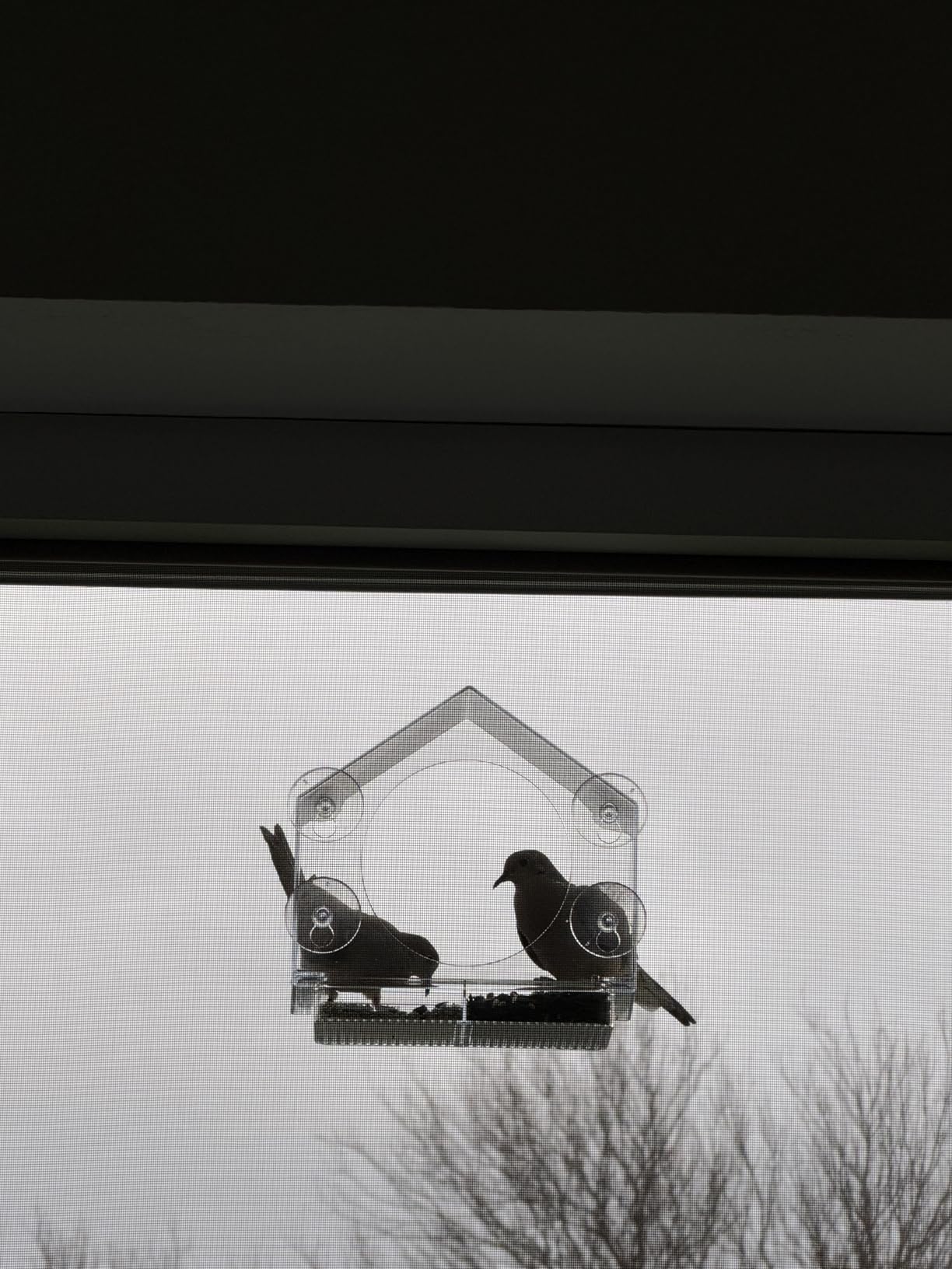Nature Anywhere Window Bird Feeder - Weather Proof Transparent Acrylic Bird Feeders for Outdoors customer photo 2