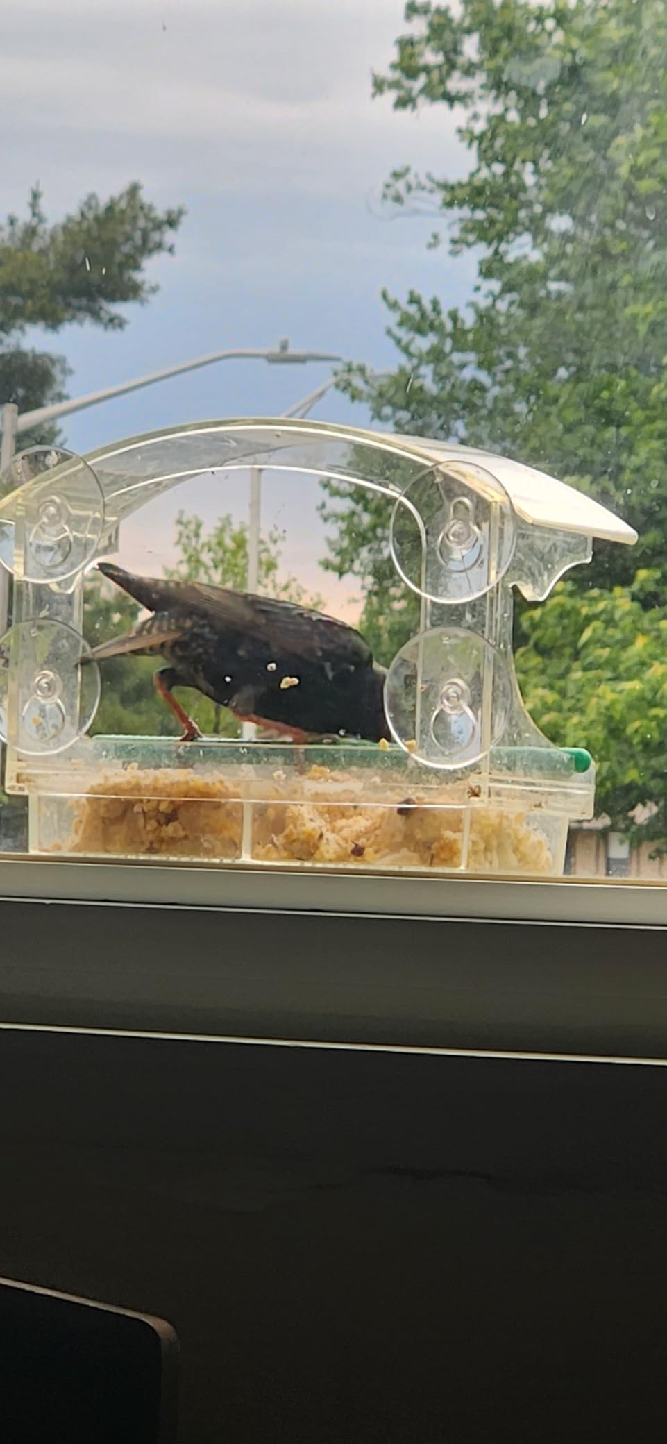 Window Bird Feeder by Nature's Hangout - Award-Winning Clear Acrylic Bird Feeders for Outdoors customer photo 2