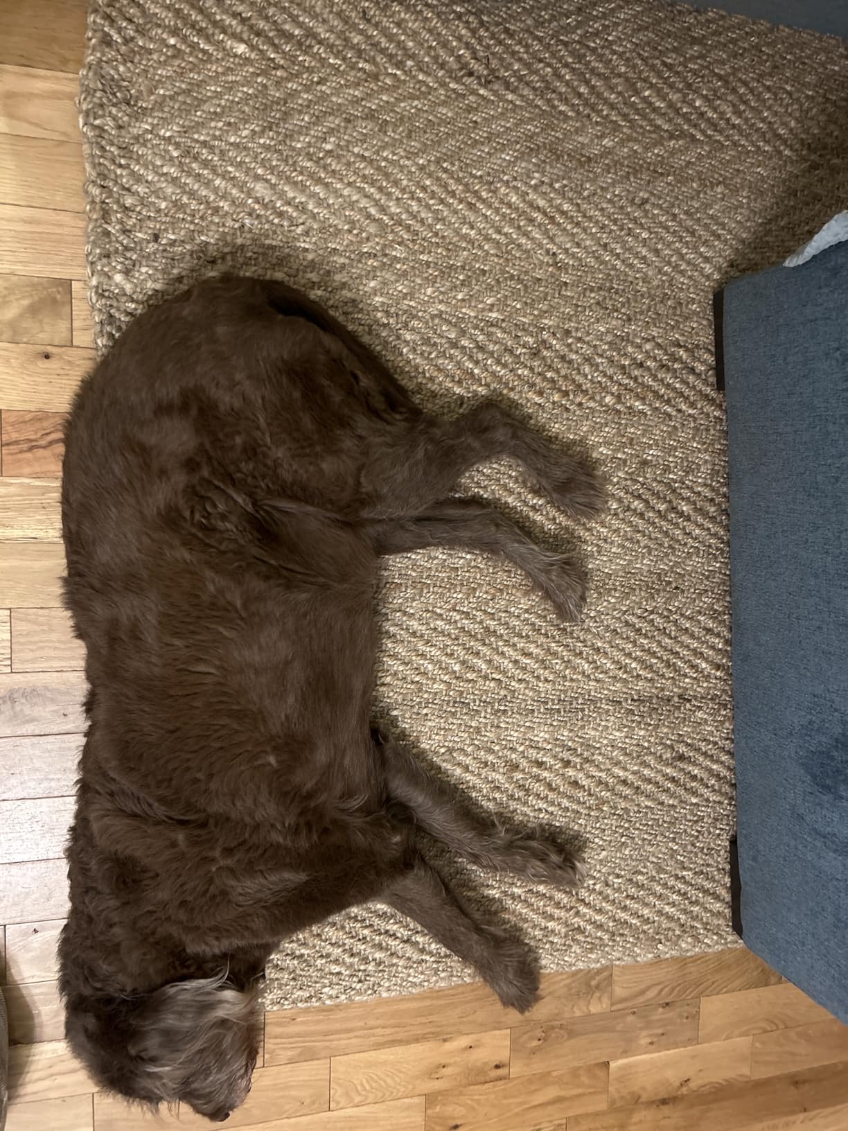 JONATHAN Y Espina Hand Woven Herringbone Chunky Jute Natural Indoor Area Rug, 8x10, Bohemian, Cottage, Easy-Cleaning, Pet Friendly, Non-Shedding (NFR101A-8) customer photo 1