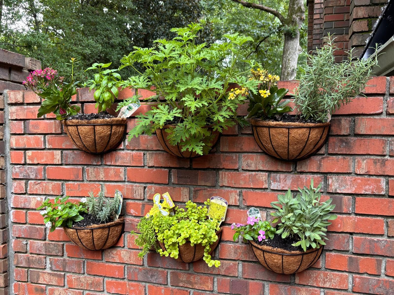 LaLaGreen Wall Hanging Planters, 2 Pack, 12 Inch Wall Mounted Flower Baskets with Coco Liner, Metal Iron Wire Plant Holder for Outdoor Window Box Herb Outside Fence Railing Deck Porch Balcony Garden customer photo 2