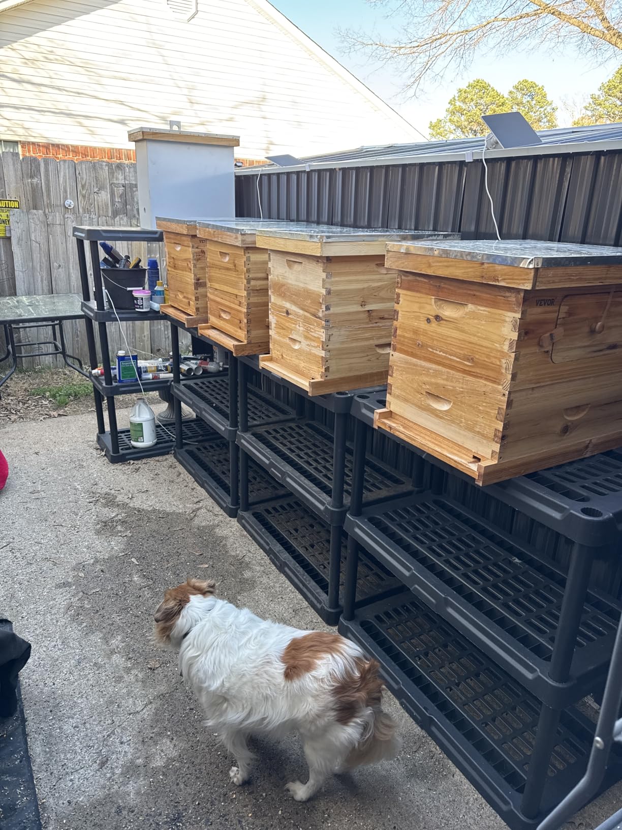 10-Frame Bee Hive Complete Beehive Kit Beeswax Coated Beehive Include Frames and Foundation Sheets for All Beekeeping Levels (1 Deep & 1 Medium Bee Boxes) customer photo 2