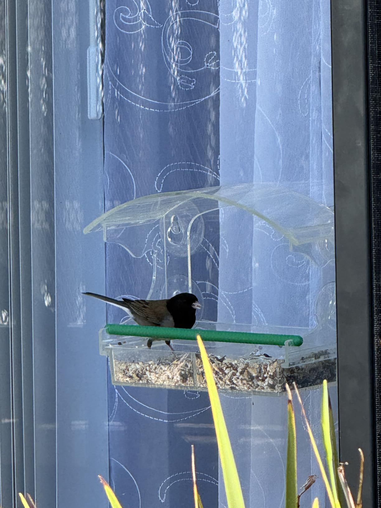 Clear Acrylic Window Bird Feeder for Outside with 4 Strong Suction Cups and Detachable Seed Tray customer photo 1