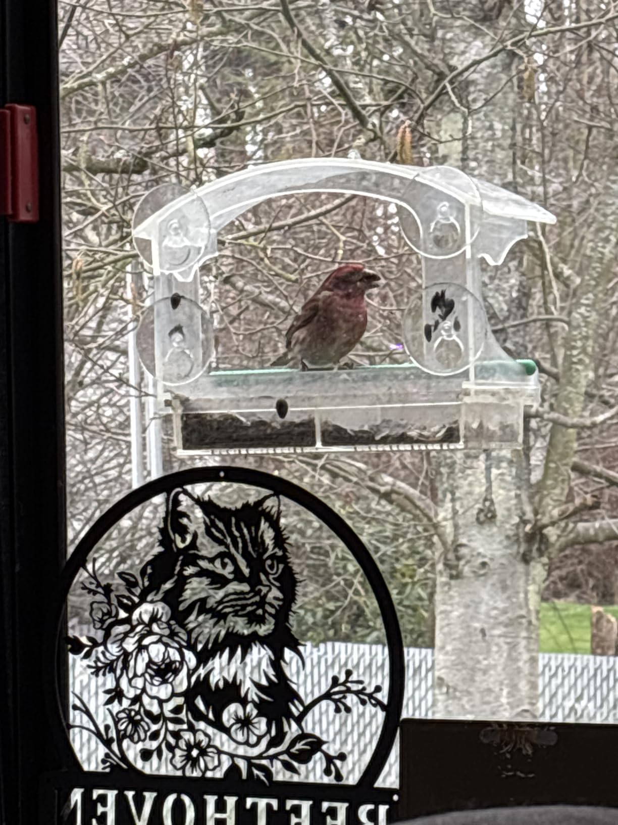 Clear Acrylic Window Bird Feeder for Outside with 4 Strong Suction Cups and Detachable Seed Tray customer photo 2