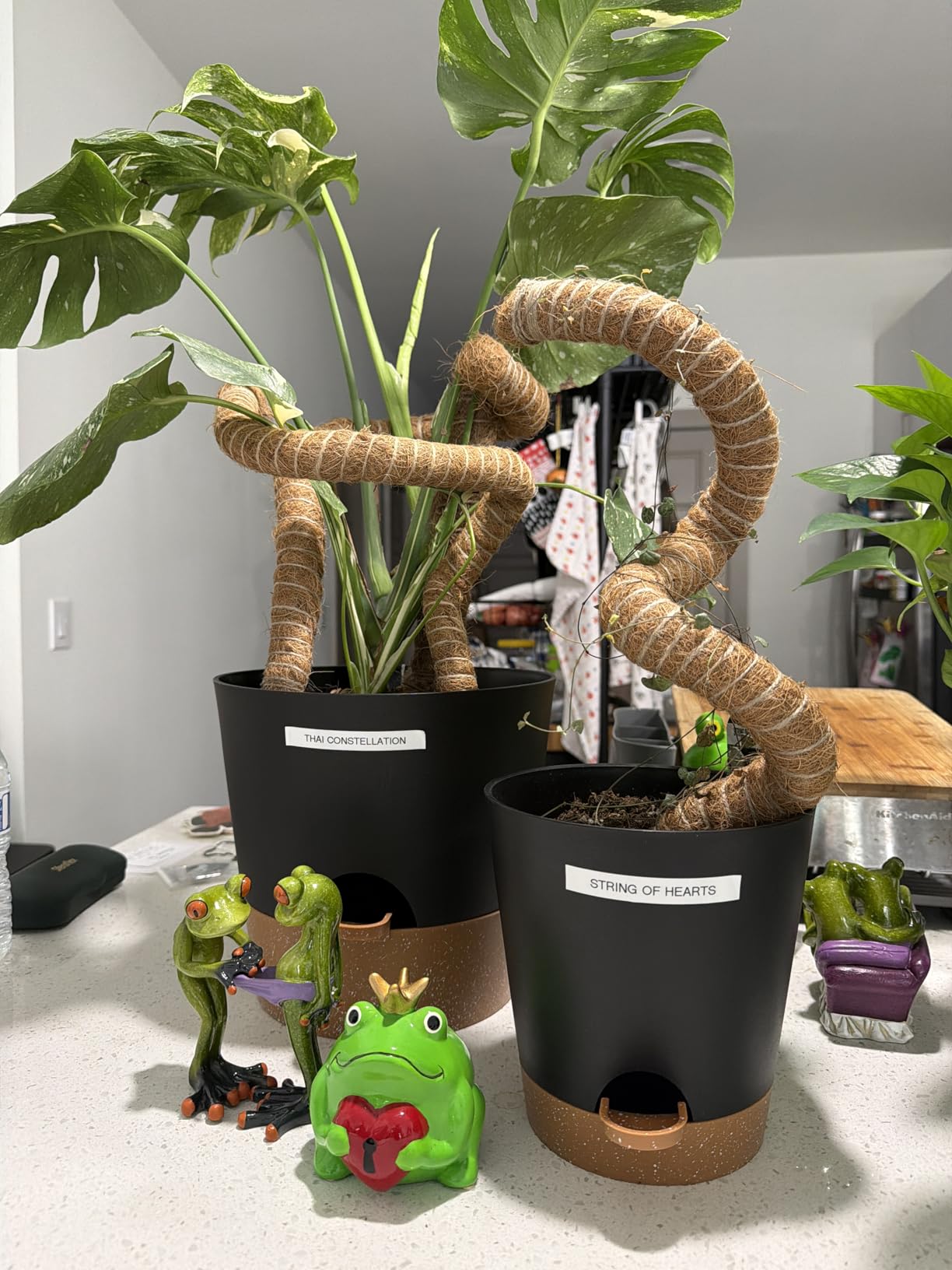YNNICO Indoor Self Watering Planters with Drainage Holes and Saucers, 8, 7, 6.5, 6, 5.5, 5 Inches, Black, 6 Pots customer photo 2