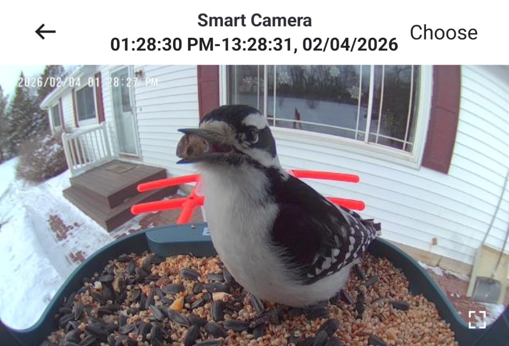 birdsnap PAV-Bird Feeder with Camera,2K HD with 64GB Card, AI Identify Smart Bird House Cam Solar Panel,Live Stream,Motion Detection,Auto Record Video for Backyard Outdoors,Ideal Gift for Bird Lover customer photo 2