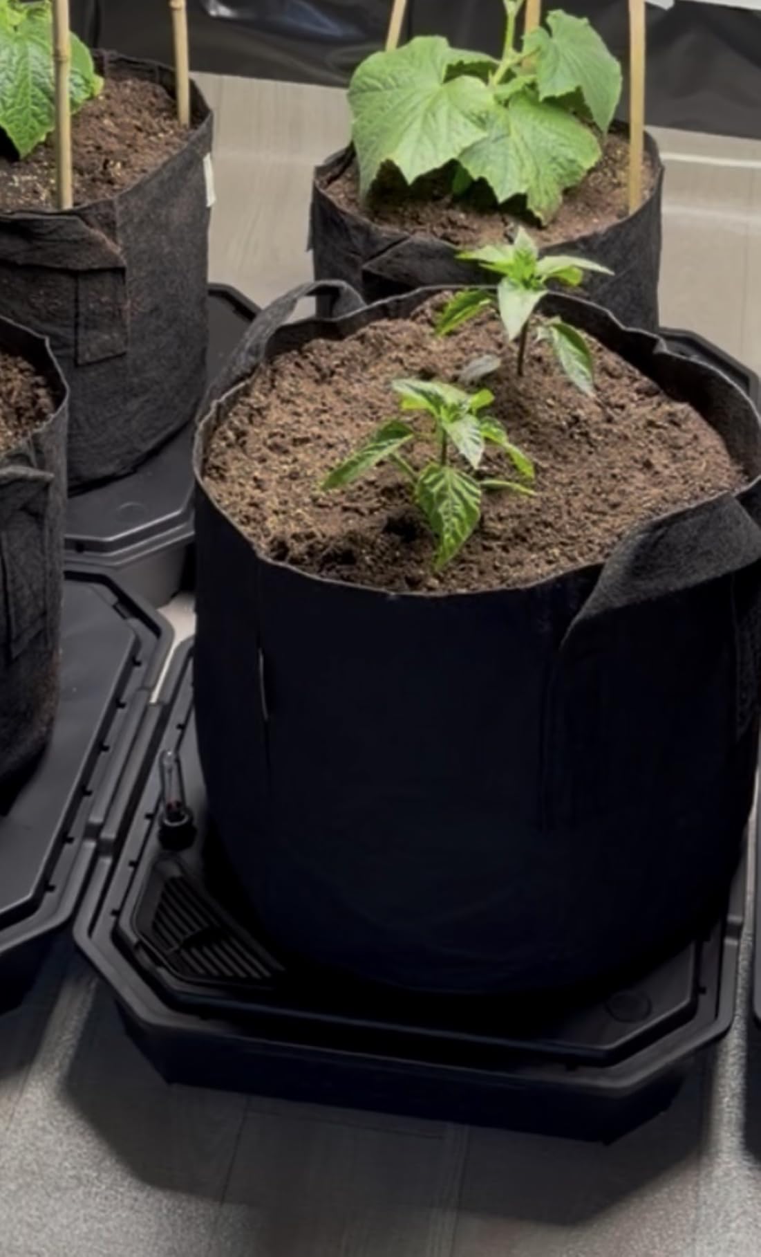 VIVOSUN 4-Pack FlexFeed Self-Watering Pots, Auto Irrigation Fabric Pot Base with Water Meter & Maintenance Window, for Use Indoors/Outdoors in Grow Tents, Greenhouses, Gardens customer photo 1