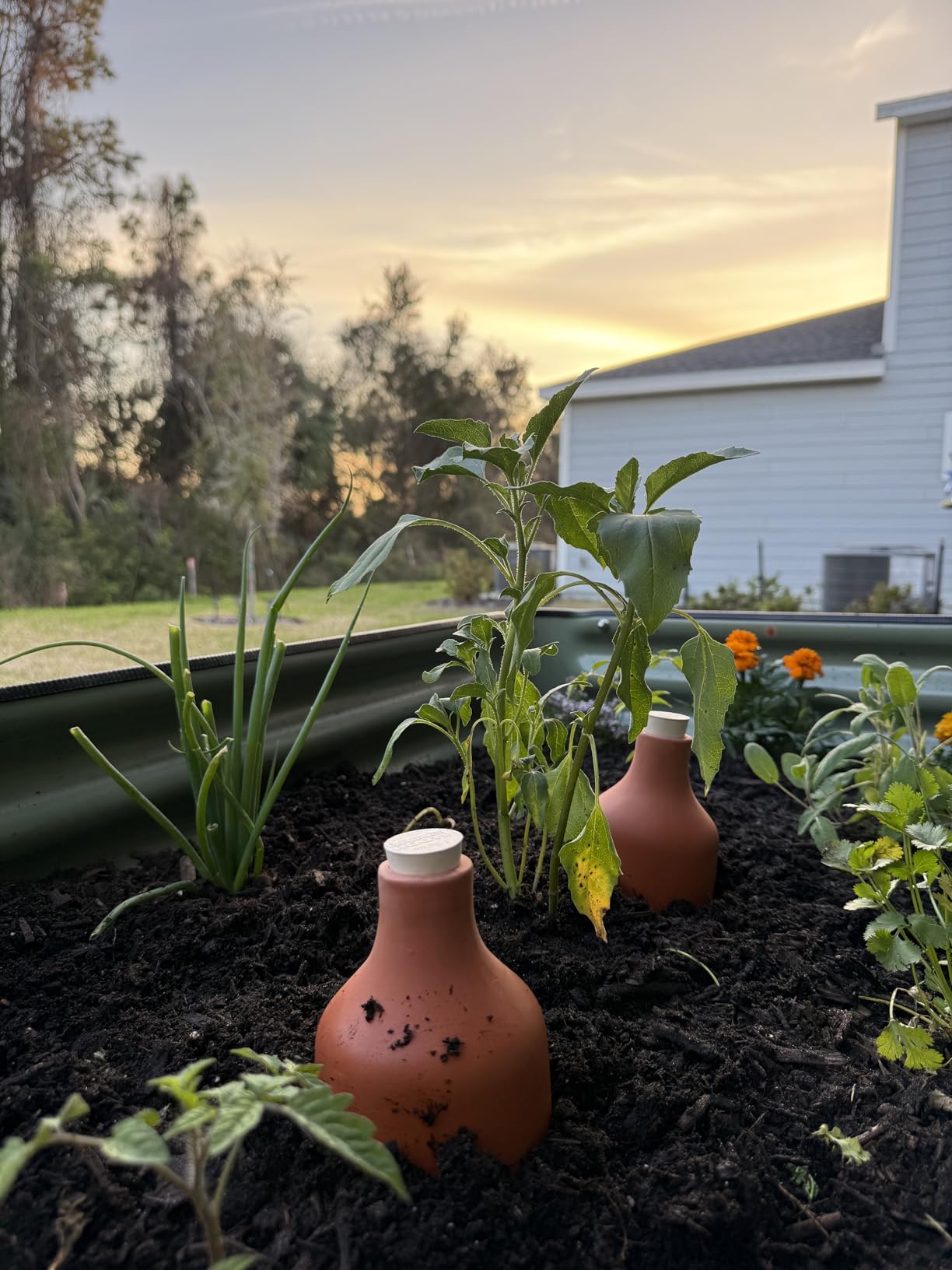 Back to the Roots Self-Watering Terracotta Olla Pot (Pack of 3), 700mL Provides 1 Week of Precision Watering customer photo 2