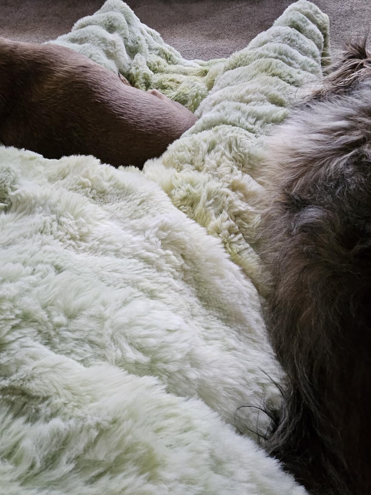 Anysay Heated Blanket Throw with 1/2/4/6/8 Hours Auto-Off 10 Heat Level, 50'' * 60'' Cozy Faux Rabbit Fur Bubble Electric Blanket with Overheat Protection(Dark Grey) customer photo 1