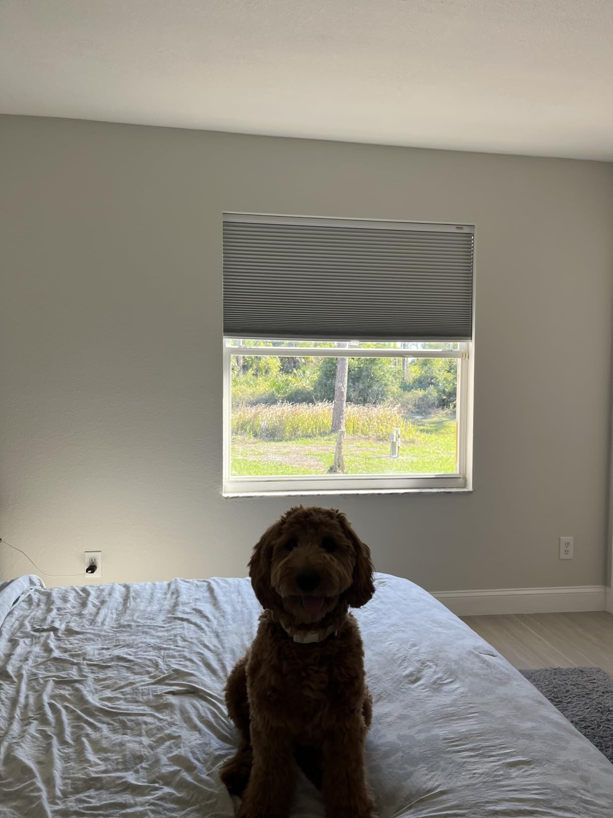 Changshade Cordless Cellular Shades, Blackout Honeycomb Shades for Windows, Pull Down Pleated Blinds, Easy to Install for Indoor Windows and French Doors, 34.5