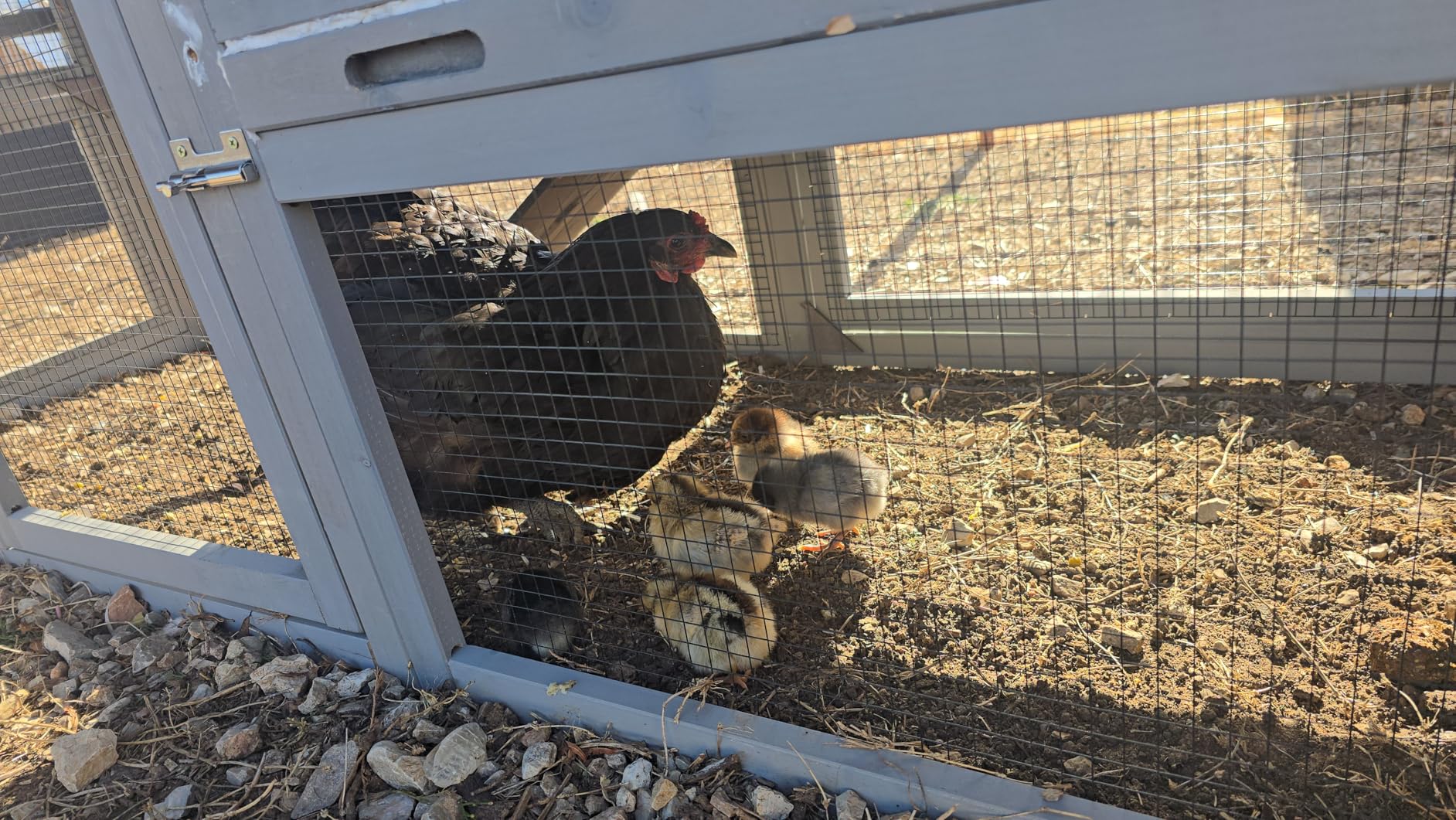 Mobile Chicken Coop with Wheels for 4-6 Chickens, Large Outdoor Hen House with Run, Weatherproof Asphalt Roof, Sectionable Nesting Box & Pull-Out Tray, 82.4