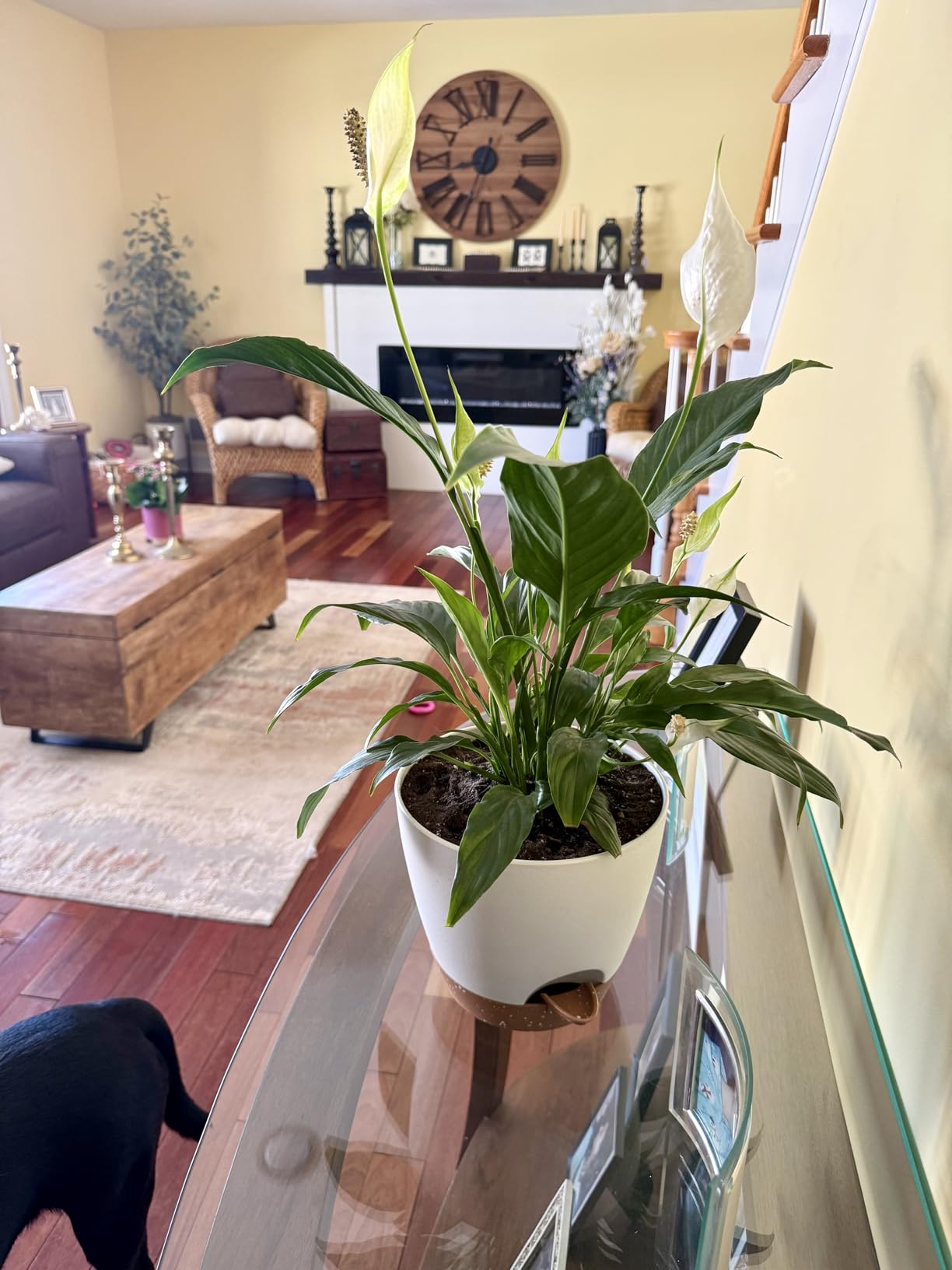 8/10/12 Inch Self Watering Pots for Indoor/Outdoor Plants - Large Plastic Planter with Drainage Holes, Water Level Indicator & Deep Reservoir, Modern Decorative Flower Pots (White) customer photo 2