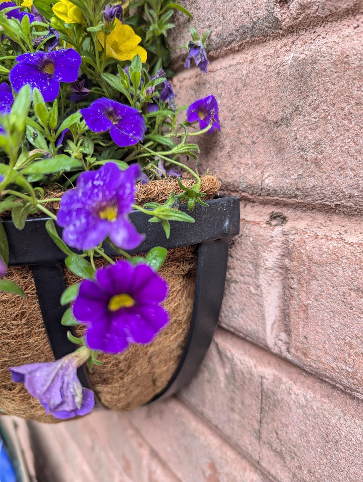 Arcadia Garden Products 1527 Half Round Wall Mounted Hanging Planter Basket with Coco Liner 16