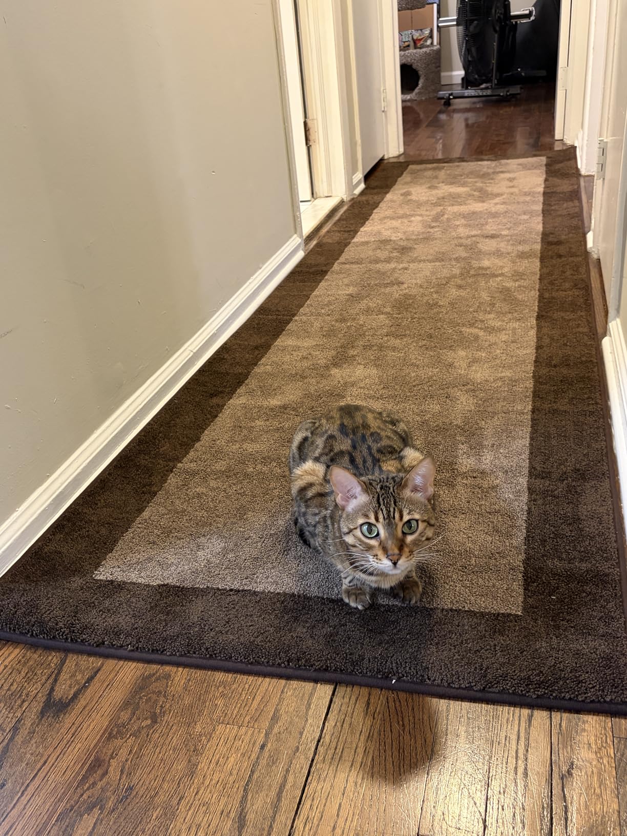 Machine Washable Kitchen Rug 24