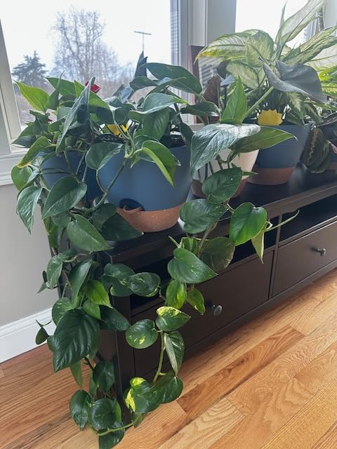 montresor 12/10/8 Inch Self Watering Pots for Indoor Plants Plastic Large Plant Pots for Outdoor Plants, Water Level Window & Spacious Reservoir Flower Pots Decorative Planter with Drainage and Tray customer photo 1