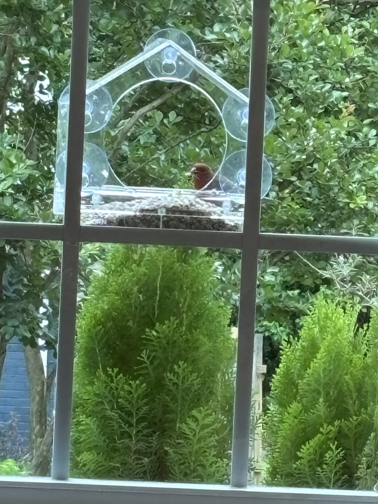 iBorn 2026 New Window Bird Feeders for Outdoors Wind-Proof Tray Lock, Cardinal Bird Feeder with Strong Suction Cups customer photo 1
