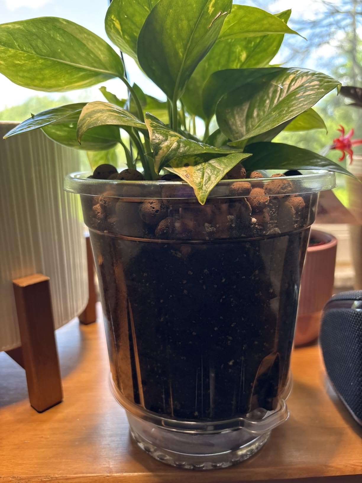 MIXC 18 Packs 6.5/5/4 Inch Self Watering Pots for Indoor Plants - Clear Nursery Plant Pots with Drainage, Deep Visible Reservoir - Flower Planter Outdoor with Wicking Rope customer photo 1