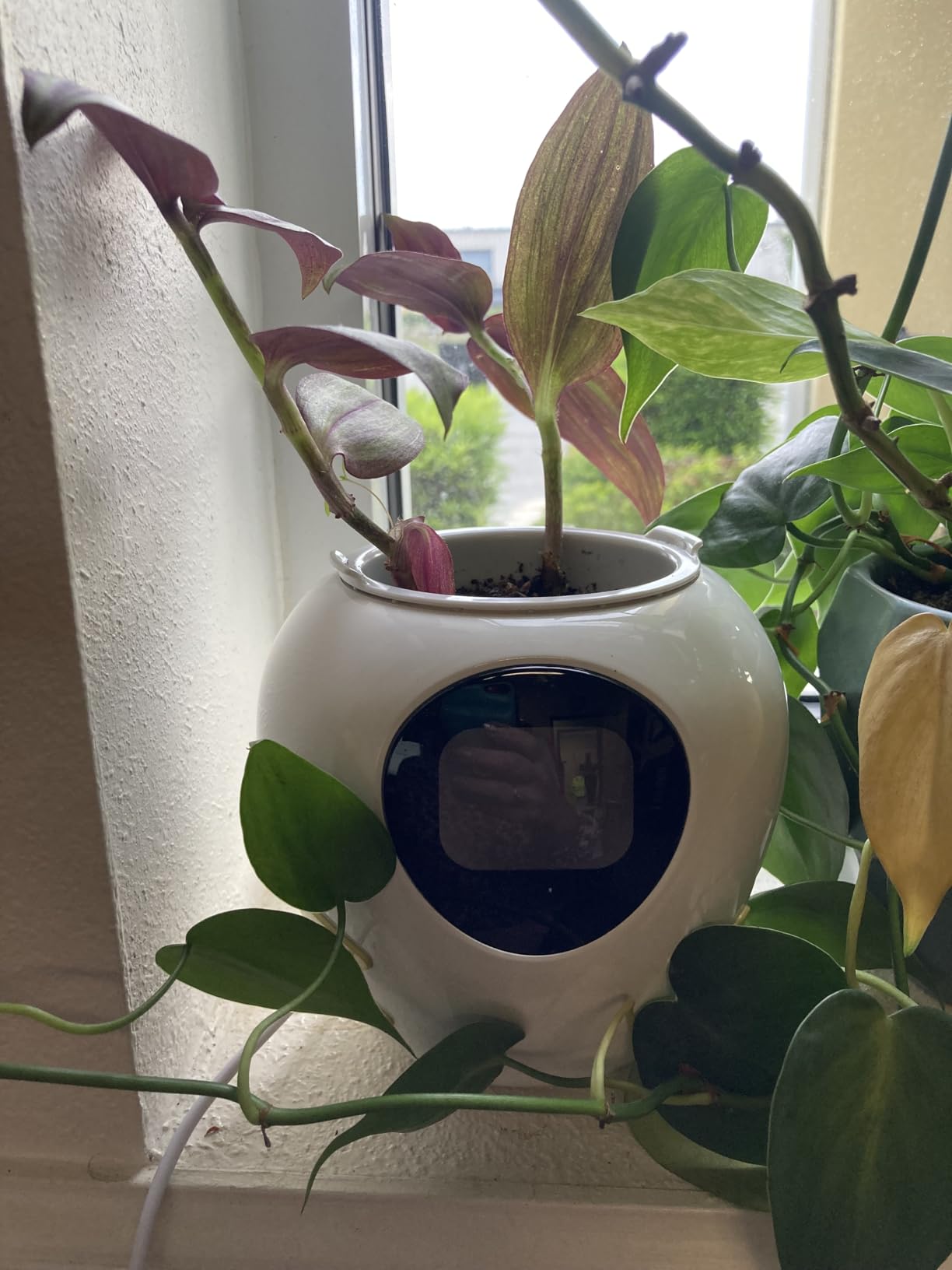 New 2026 Ai Smart Planter - Extra Large Interactive Plant Pot, Pet Plantagotchi, robot, Leafypod and Plantiboy, Robot Flower Pot with Feelings, Indoor Flowerpot with Water, Digital Gifts (White) customer photo 2