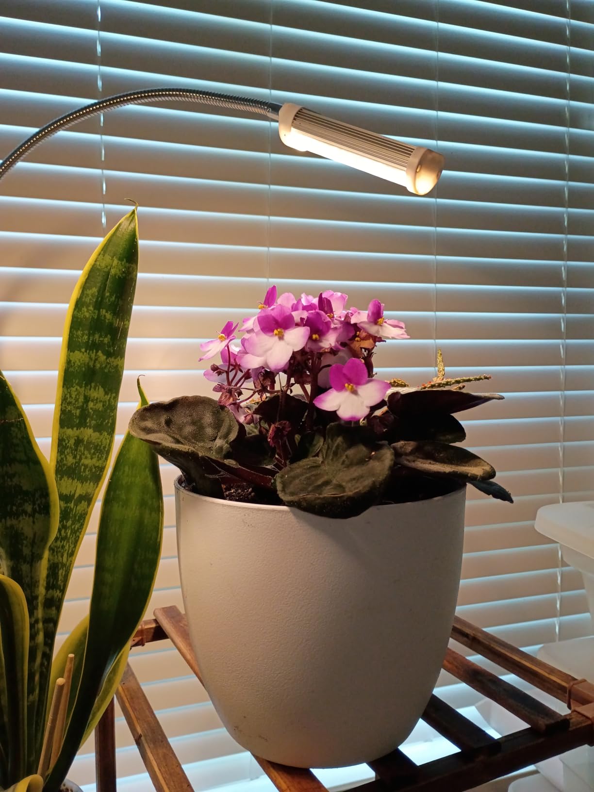 T4U Self Watering Pots for Indoor Plants, 7 Inch Self Watering Planters with Water Level Indicator, Bottom Watering African Violet Pots for Beginners & Busy Plant Owners, BPA-Free (2 Pack, White) customer photo 1