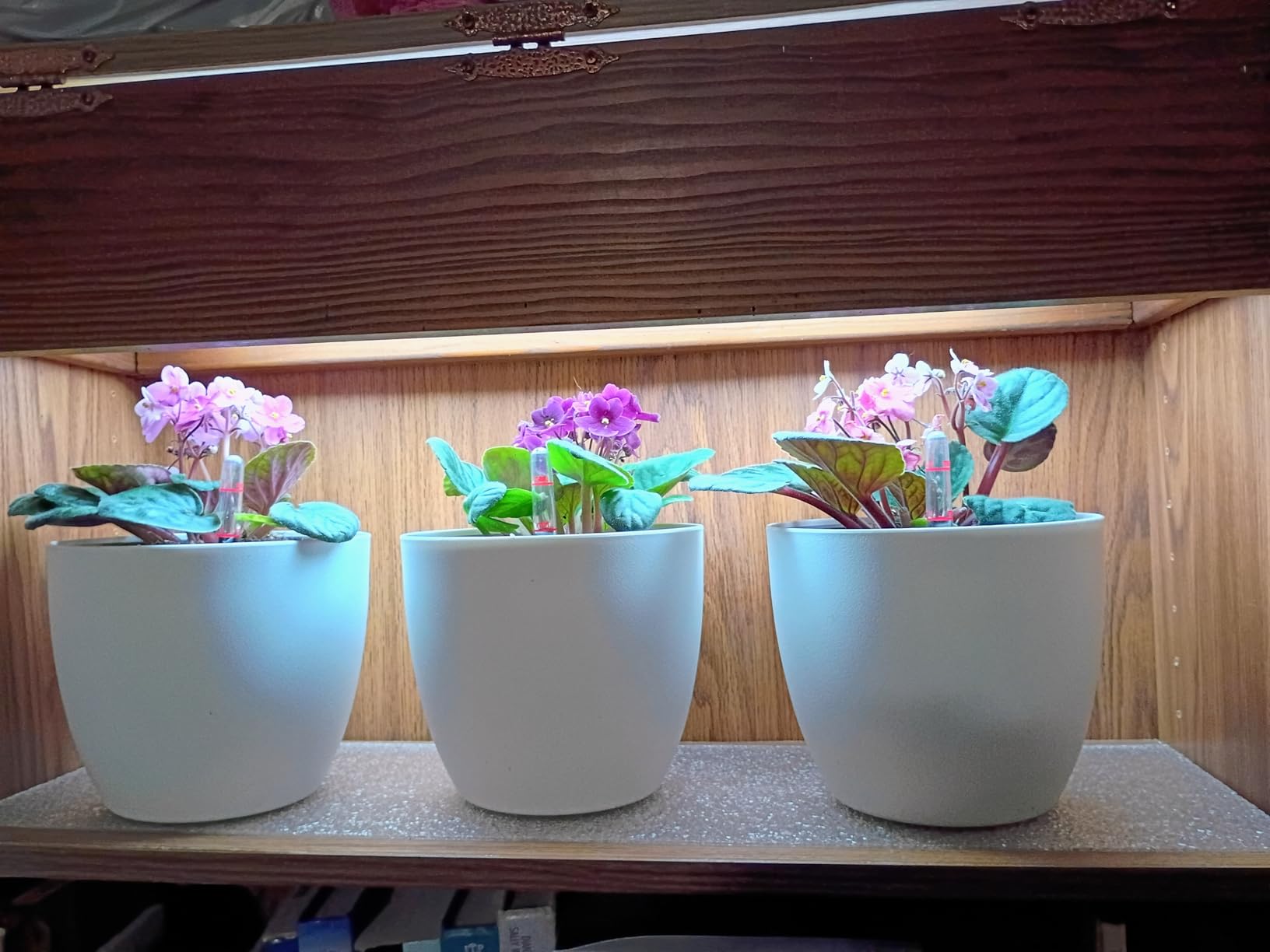 T4U Self Watering Pots for Indoor Plants, 7 Inch Self Watering Planters with Water Level Indicator, Bottom Watering African Violet Pots for Beginners & Busy Plant Owners, BPA-Free (2 Pack, White) customer photo 2