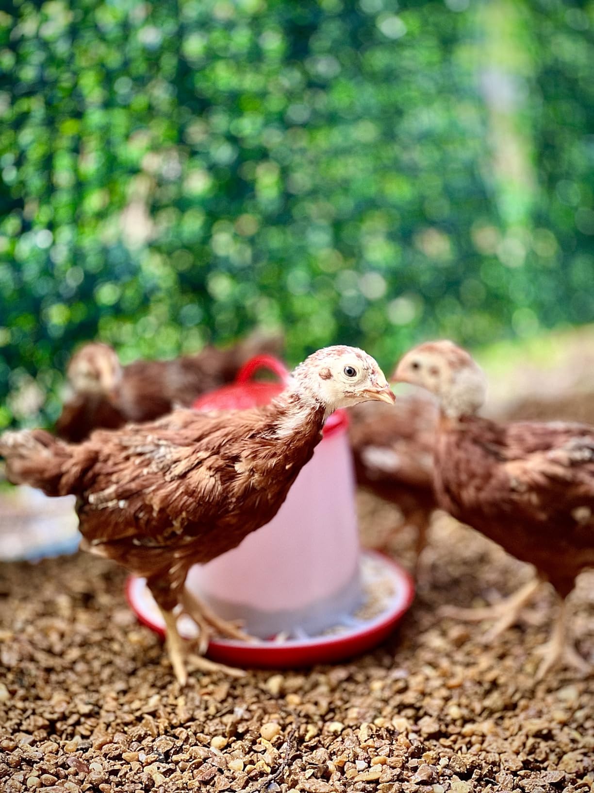 Large Metal Chicken Coop with Waterproof & UV-Resistant Cover & Perch, 9.8' Lx 13.2' x 6.4' Chicken Run Outdoor Walk-in Cage Rabbit Duck Hen House for Yard Farm, Spire Roof customer photo 2