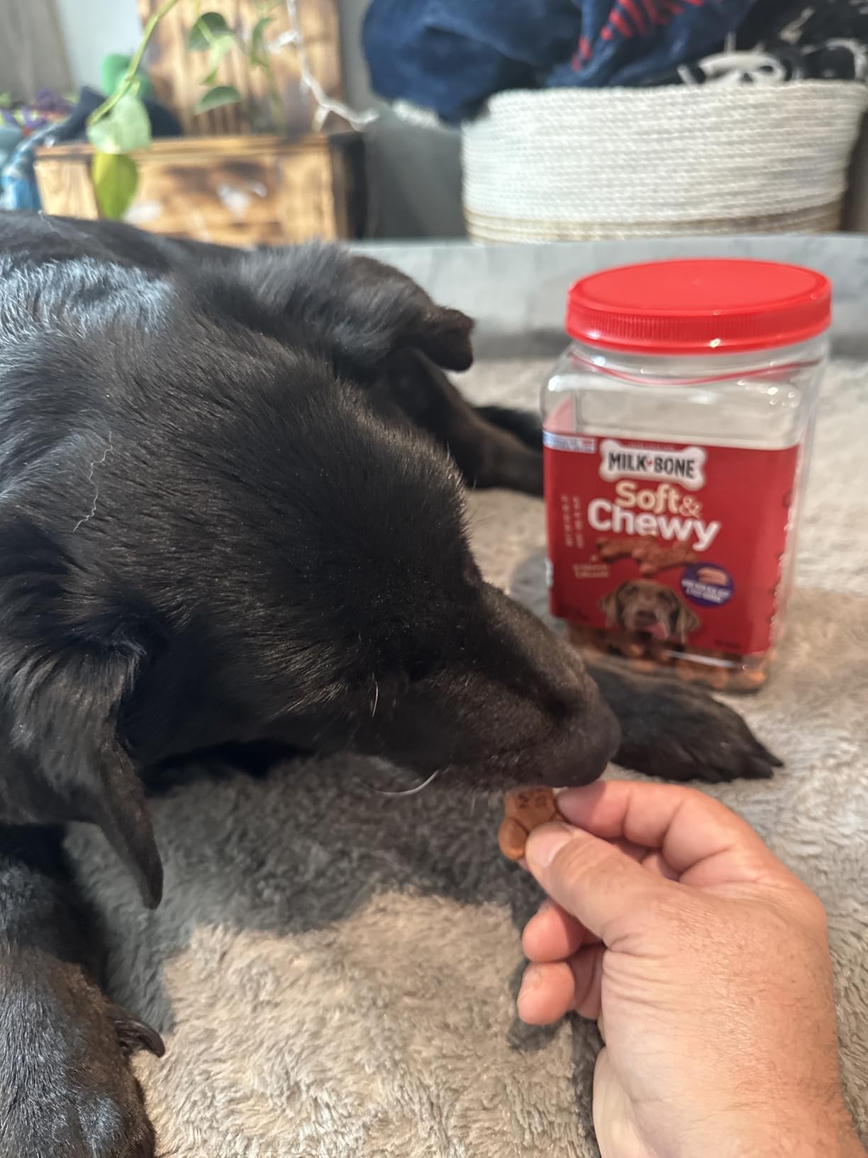 Milk-Bone Soft & Chewy Dog Treats, Made with Real Beef & Filet Mignon, 25 Ounce Canister customer photo 1