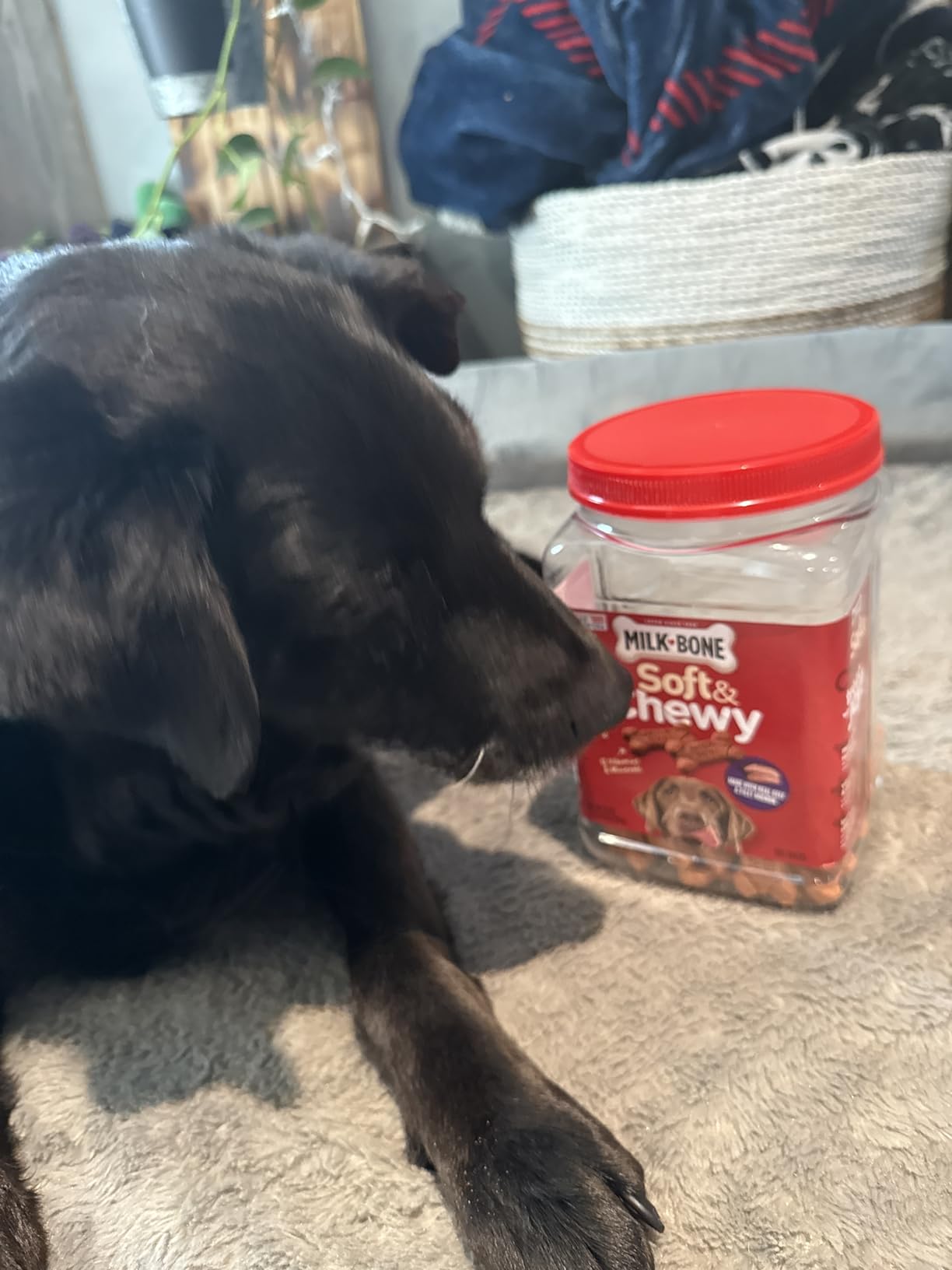 Milk-Bone Soft & Chewy Dog Treats, Made with Real Beef & Filet Mignon, 25 Ounce Canister customer photo 2