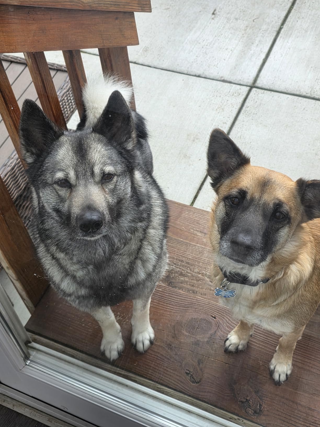 Purina ONE True Instinct With A Blend Of Real Turkey and Venison Dry Dog Food - 15 lb. Bag customer photo 1