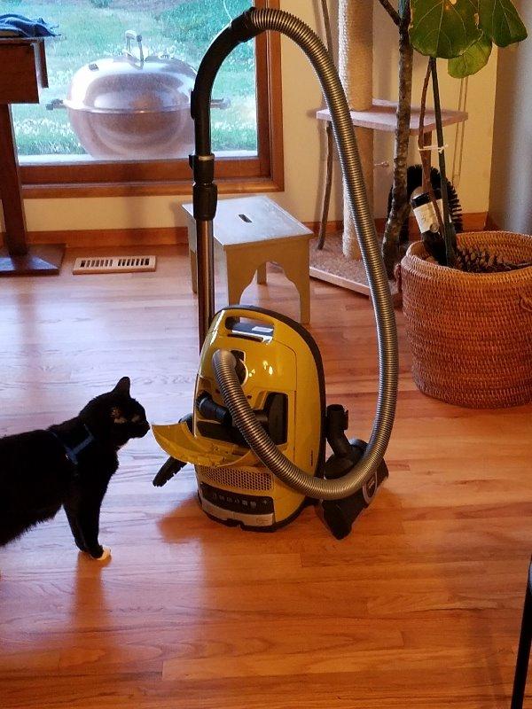 Miele Complete C3 Calima Bagged Canister Vacuum Cleaner with Turbobrush floorhead, Curry Yellow customer photo 2